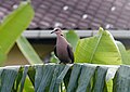 In der Stadt Halbmondtaube (Streptopelia semitorquata)