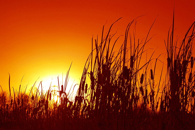 File:Sunset through Bulrushes.jpg