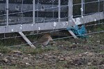 Thumbnail for File:Swainson's Thrush (Catharus ustulatus), Hagdale, Baltasound - geograph.org.uk - 4685719.jpg