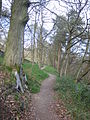 Swallows Wood 013.JPG