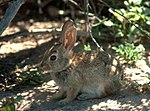 Vignette pour Lapin d'Audubon