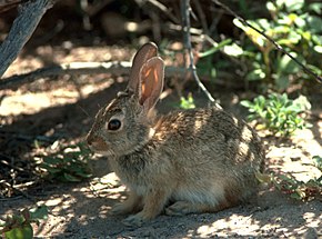 Beschreibung des Bildes Sylvilagus audubonii.jpg.