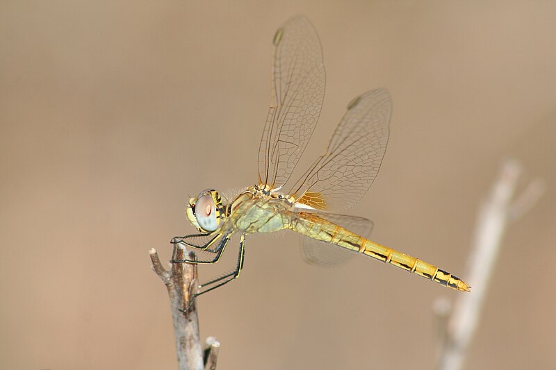 Sympetrum fonscolombii