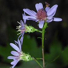 Symphyotrichum retroflexum 163504338 (cropped).jpg