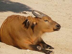 Bivolul african de pădure (Syncerus caffer nanus)