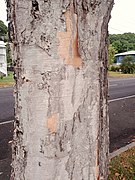 Trunk with papery bark