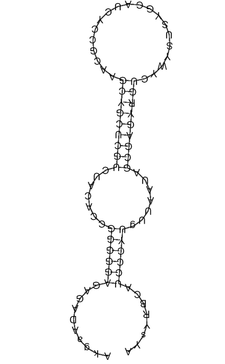 Consensus structure of TB10Cs1H1 TB10Cs1H1 snoRNA.PNG