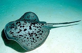 Round ribbontail ray Species of stingray