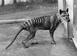 1928年喺赫芭特動物園影嘅袋狼幼仔，佢喺影相後第二日就死咗
