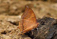 Tawny Rajah Charaxes bernardus 2 Mumbay IMG 3737 (1) .JPG