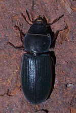 Thumbnail for Tenebroides laticollis