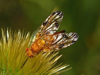 <i>Xyphosia miliaria</i> Species of fly