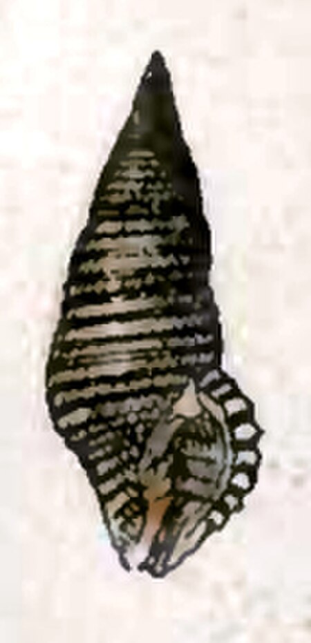 Teralatirus ernesti