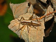 Tettigoniidae - Yersinella raymondi.JPG