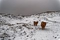Texel - Loodsmanduin - Winter of 2010 - Highland Cattle 03.jpg