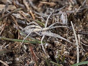 Thanatus formicinus female lateral.jpg