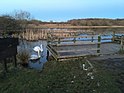 The Perchy Swans - panoramio.jpg