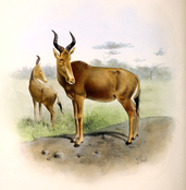 The book of antelopes (1894) Bubalis busephalus.png