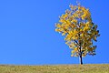 autumn season landscape