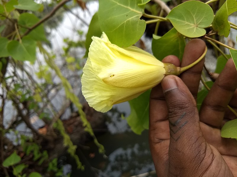 File:Thespesia populnea, Indian Tulip, പൂവരശ്, പൂപ്പരത്തി.Flower.jpg