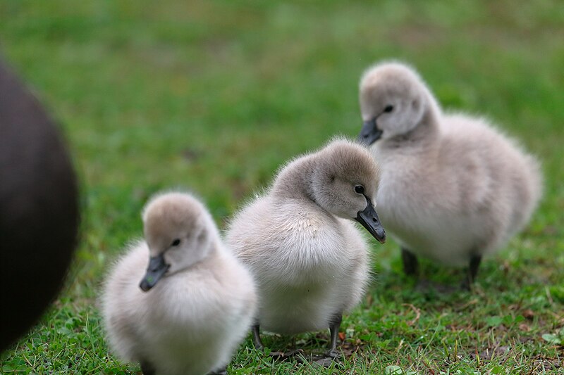 File:Three cygnets, first arrivals at Lake Wendouree, Ballarat, Victoria, Australia (29064292224).jpg