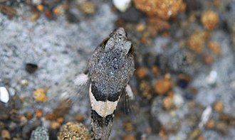Top-down view, showing width of head Tidepool sculpin Peter Pearsall U.S. Fish and Wildlife Service.jpg