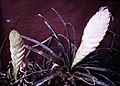 Tillandsia anceps, two plants from Suriname