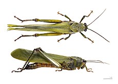 Titanacris albipes