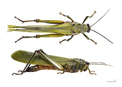 Titanacris albipes (Orthoptera).