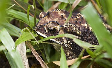  Katak puru  Wikipedia bahasa Indonesia ensiklopedia bebas