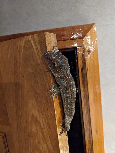 Tokay gecko popping in to say hello