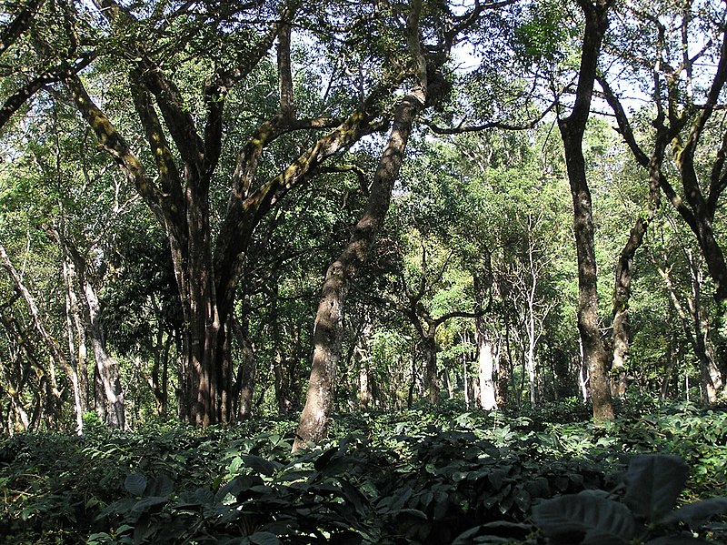File:Traditional shade coffee plantation Chikmagalur 1.jpg