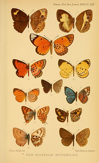 <i>Bicyclus cooksoni</i> Species of butterfly