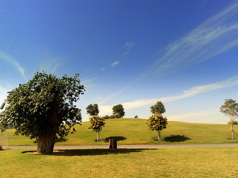 File:Trees in Aspire Park.jpg