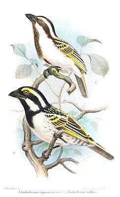 Above a black-headed bearded bird, below a red-fronted bearded bird