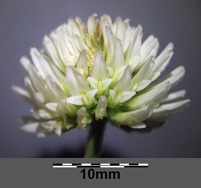 File:Trifolium montanum (subsp. montanum) sl12.jpg