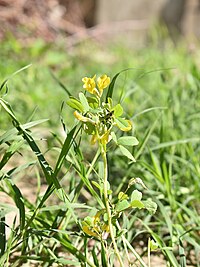 Trigonella grandiflora 36525876.jpg