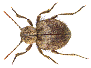 <i>Trigonogenius globulum</i> Species of beetle