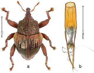 <i>Trigonopterus dacrycarpi</i> Species of beetle