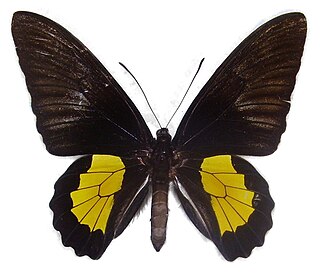 <i>Troides plato</i> Species of butterfly