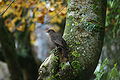 Hembral de mirlo (Turdus merula) en Aveiro (Portugal).