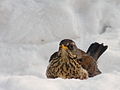 Turdus pilaris