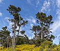 * Nomination Two pines trees from Coastal Cliffs Walkway, Canterbury --Podzemnik 01:03, 3 January 2021 (UTC) * Promotion  Support Good quality. --Vengolis 02:09, 3 January 2021 (UTC)