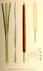 Miniatura para Typha angustifolia