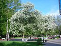 Lente op Tekutyevsky Boulevard.