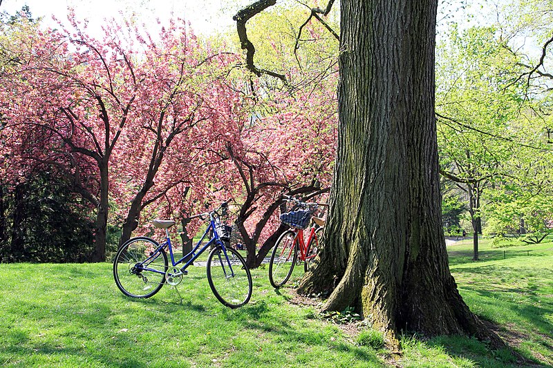 File:USA-NYC-Central Park.JPG