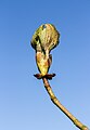 * Nomination Flared flower bud of a (Castanea sativa). --Famberhorst 06:01, 11 April 2019 (UTC) * Promotion Good quality --Llez 06:07, 11 April 2019 (UTC)