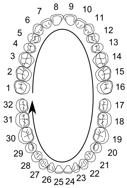 In this diagram of the universal numbering system, the midline can be visualized as running from the 8-9 area to the 24-25 area. Universal Numbering System.svg