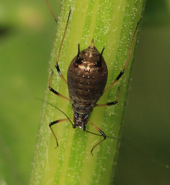 File:Uroleucon cirsii (Large thistle aphid) - on creeping thistle.jpg