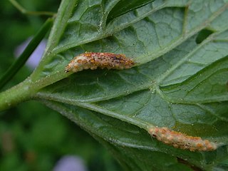 <i>Uromyces geranii</i> Species of fungus